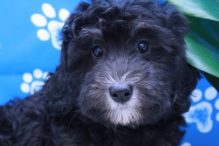 Spirit- Perfect Tricolor Female Mini Bernadoodle Puppy - Image 2