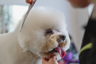 Dog being groomed