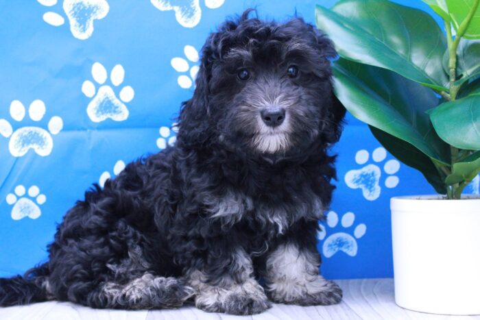 Spirit- Perfect Tricolor Female Mini Bernadoodle Puppy