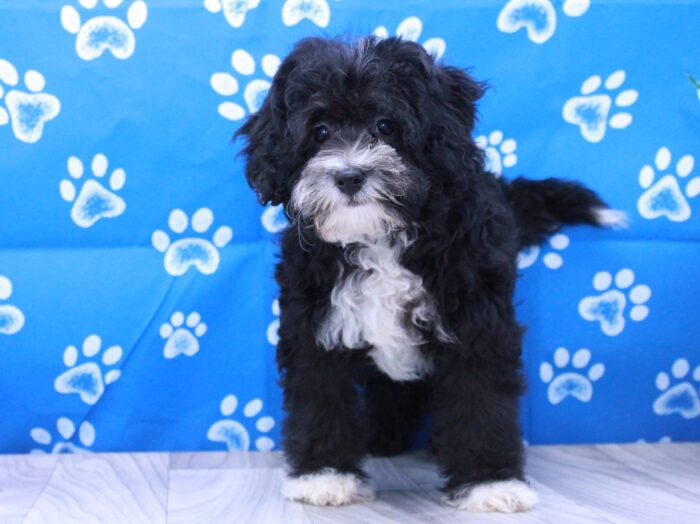 Hocus - Beautiful Female Mini Bernadoodle Puppy - Image 2