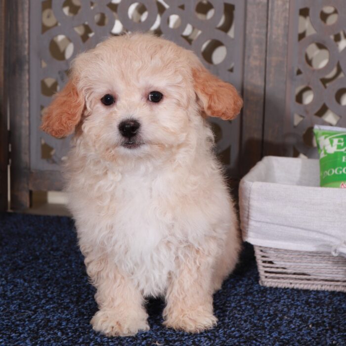 Aaron-Sweet male Poochon Puppy - Image 3