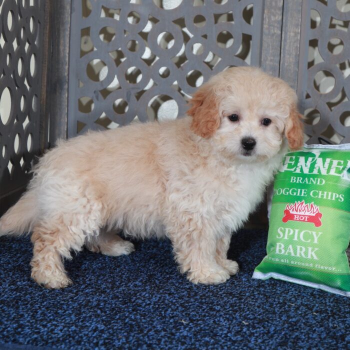 Aaron-Sweet male Poochon Puppy - Image 4