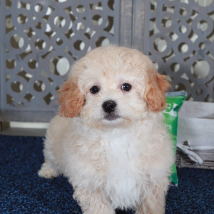 Aaron-Sweet male Poochon Puppy - Image 5