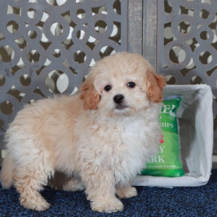 Aaron-Sweet male Poochon Puppy