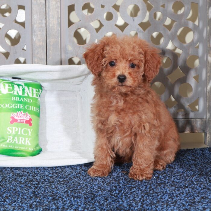 Abel-Precious Red Mini Poodle - Image 3