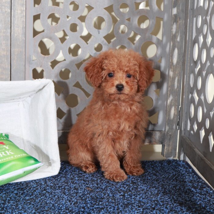 Abel-Precious Red Mini Poodle - Image 5