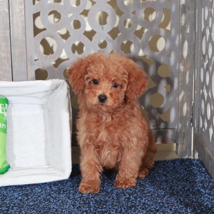 Abel-Precious Red Mini Poodle - Image 6