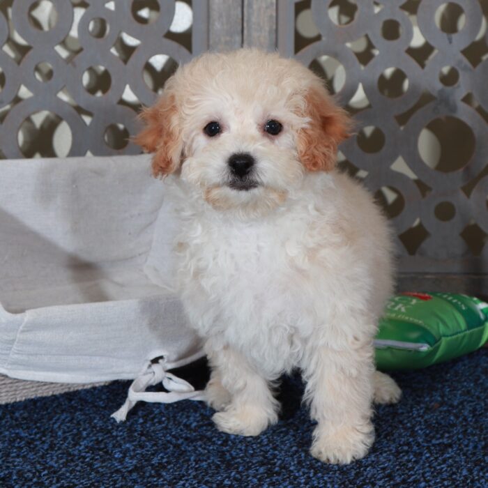 Abigail-Sweet female Poochon Puppy