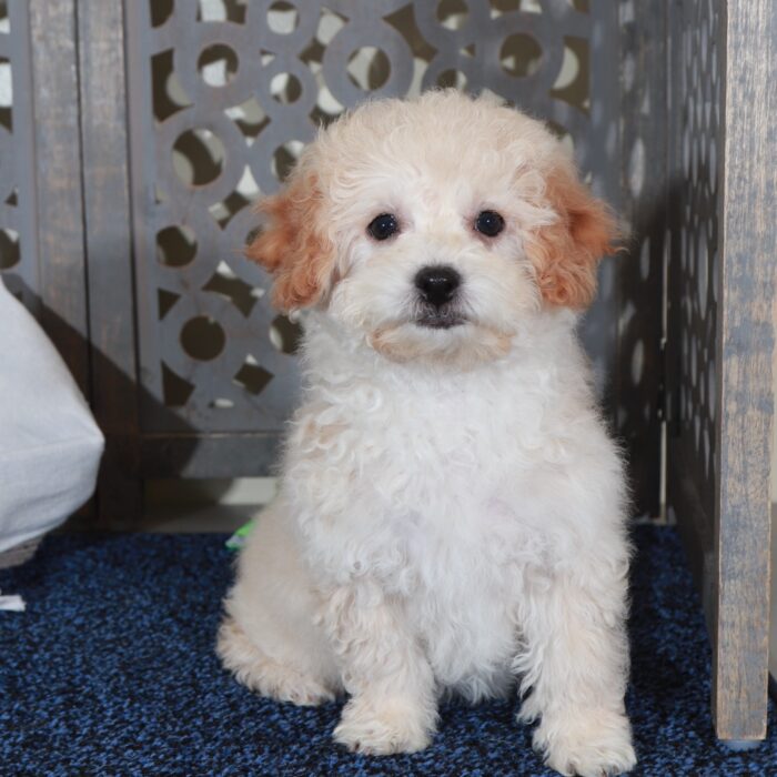 Abigail-Sweet female Poochon Puppy - Image 2