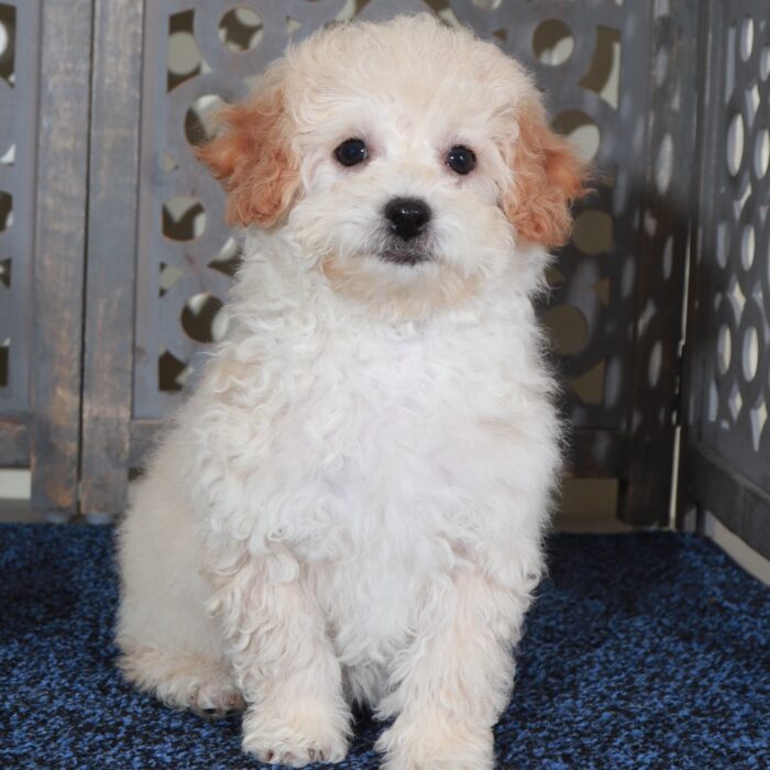 Abigail-Sweet female Poochon Puppy - Image 4