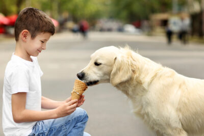 boy feeding ice-cream cute dog 