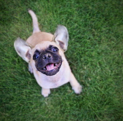 chihuahua pug mix puppy playing outside