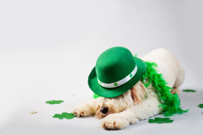 Dog dressed in St. Patrick Day Costume