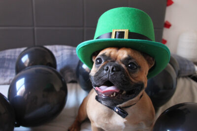 French Bulldog with St Patricks Day Hat at a balloon party