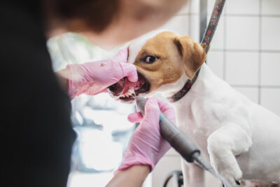 Brushing a dog's teeth