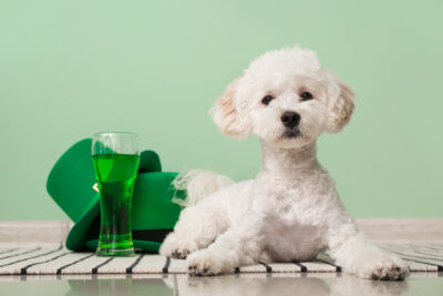 dog with green hats and glass of beer near color wall. St. Patrick's Day celebration