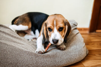 Beagle Teething