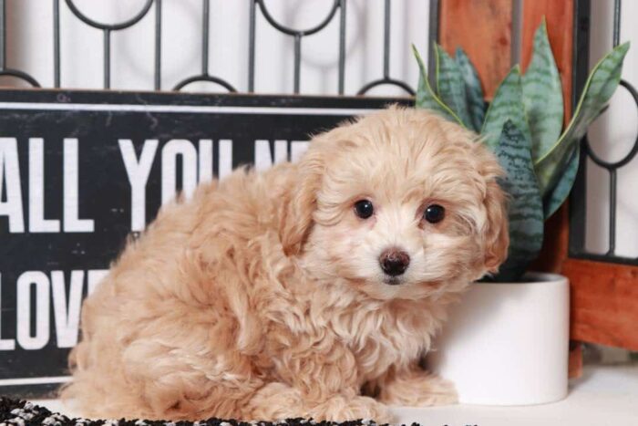 Albus - Handsome Little Male Poochon Puppy