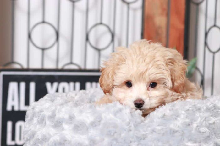 Albus - Handsome Little Male Poochon Puppy - Image 2