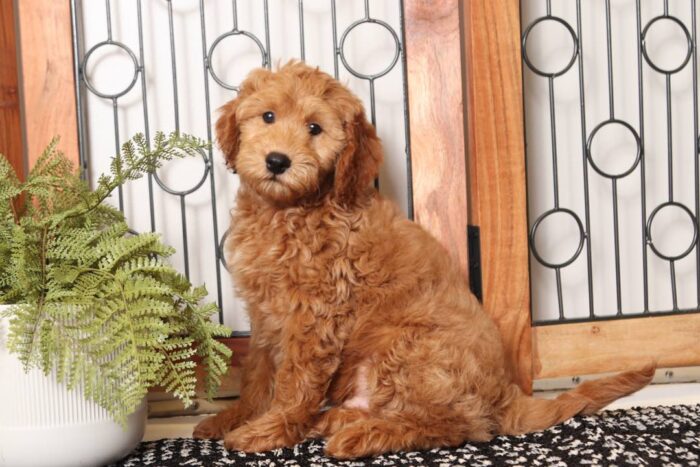 Alex - Great Male F1B Goldendoodle