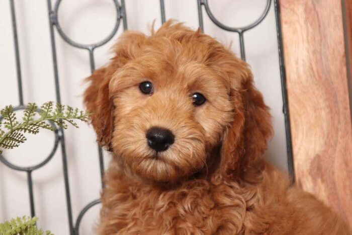 Alex - Great Male F1B Goldendoodle - Image 2