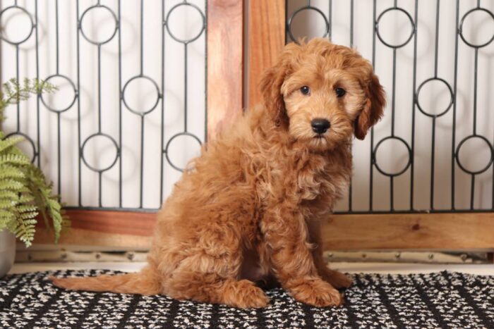 Alex - Great Male F1B Goldendoodle - Image 3