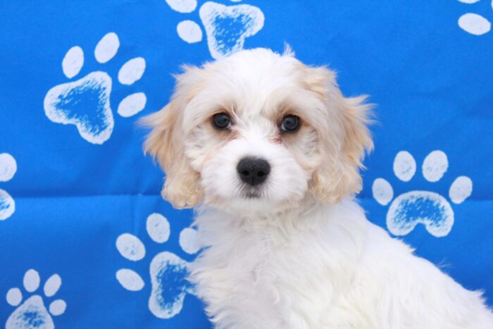 Amber - Friendly Female Cavachon Puppy - Image 2