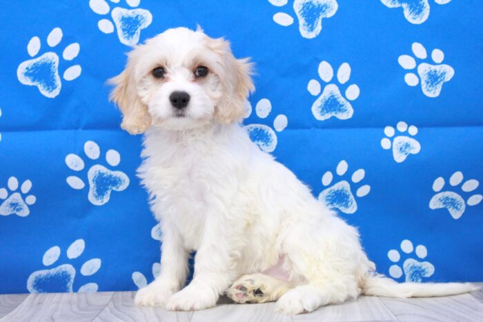 Amber - Friendly Female Cavachon Puppy