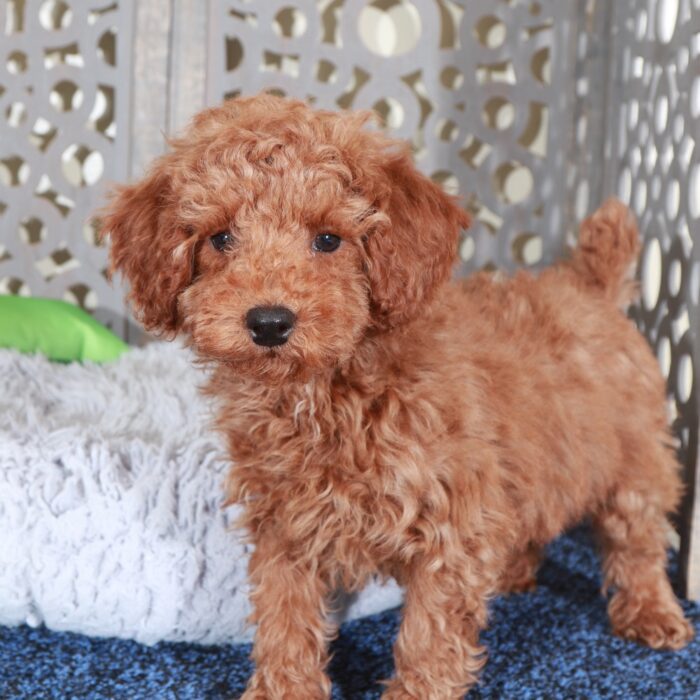 Andrew-Stunning Red Mini Poodle