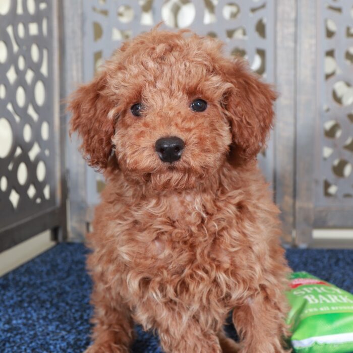 Andrew-Stunning Red Mini Poodle - Image 2