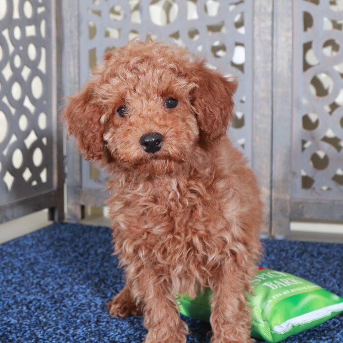 Andrew-Stunning Red Mini Poodle - Image 3