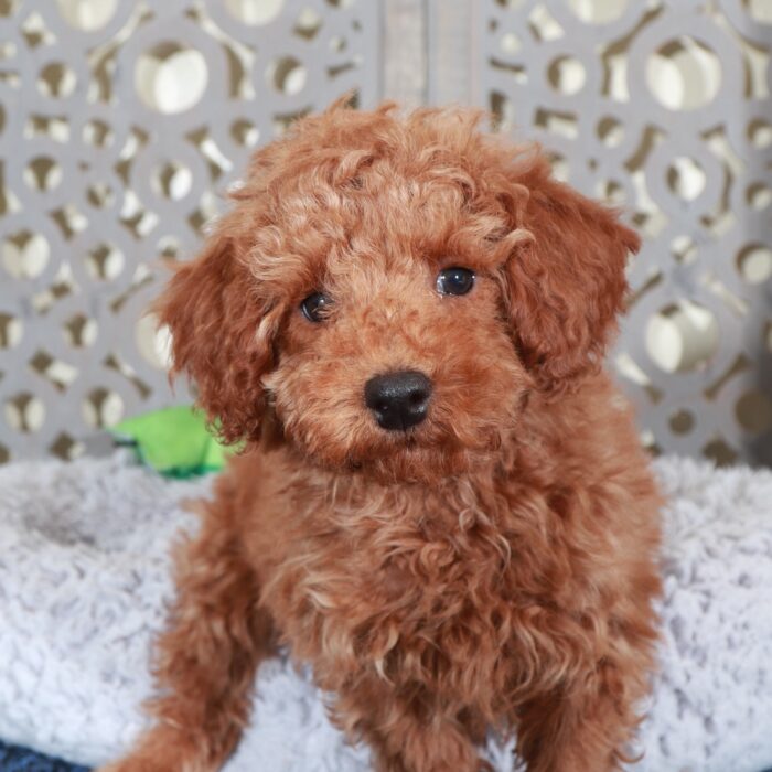 Andrew-Stunning Red Mini Poodle - Image 4