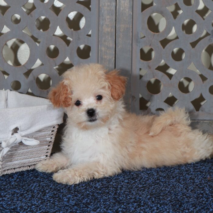 Angel - Loving female Poochon Puppy - Image 2