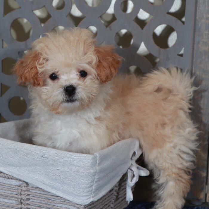 Angel - Loving female Poochon Puppy - Image 3