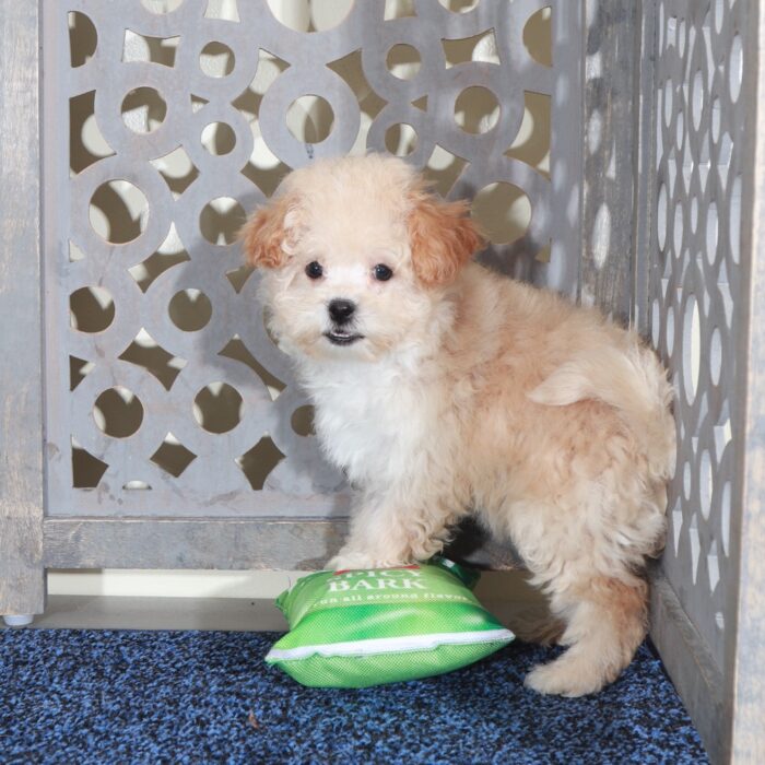 Angel - Loving female Poochon Puppy - Image 4