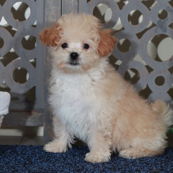 Angel - Loving female Poochon Puppy - Image 5