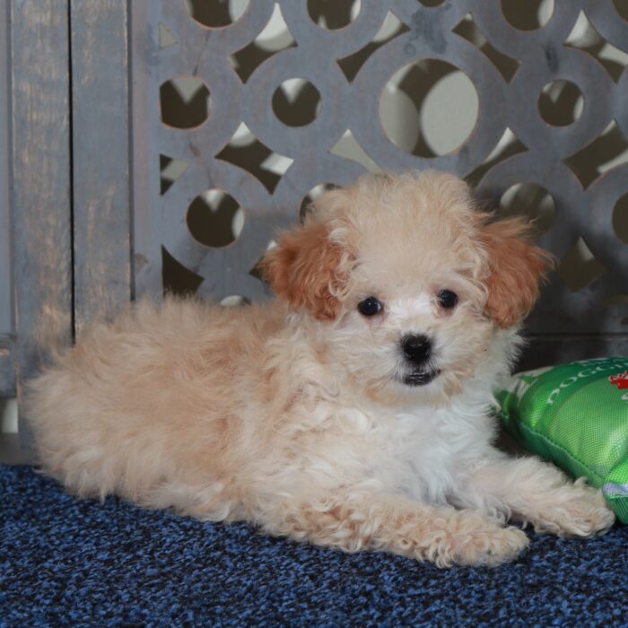 Angel - Loving female Poochon Puppy - Image 6