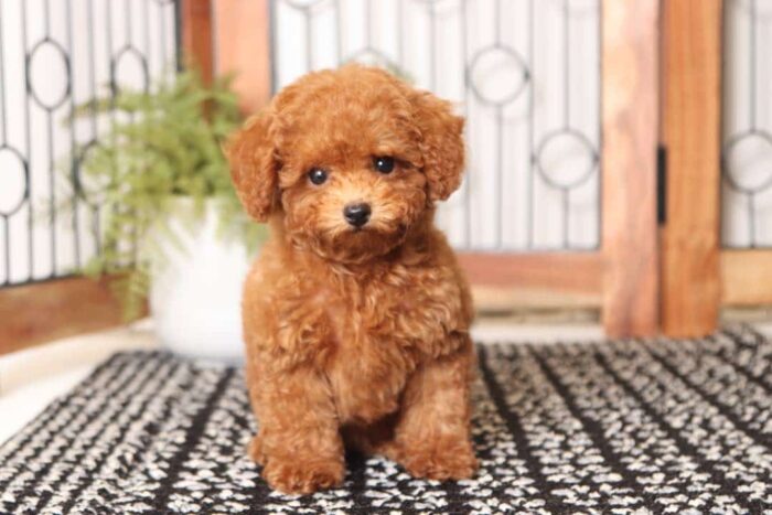 Apple - Precious Little Red Female Toy Poodle Puppy