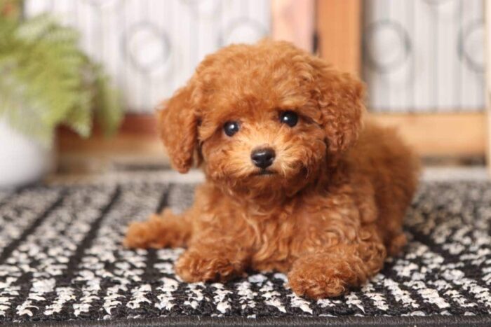 Apple - Precious Little Red Female Toy Poodle Puppy - Image 2