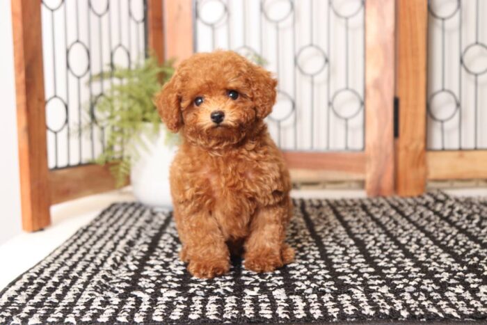 Apple - Precious Little Red Female Toy Poodle Puppy - Image 3