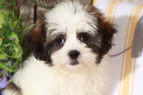 Available Puppies Puppies Online