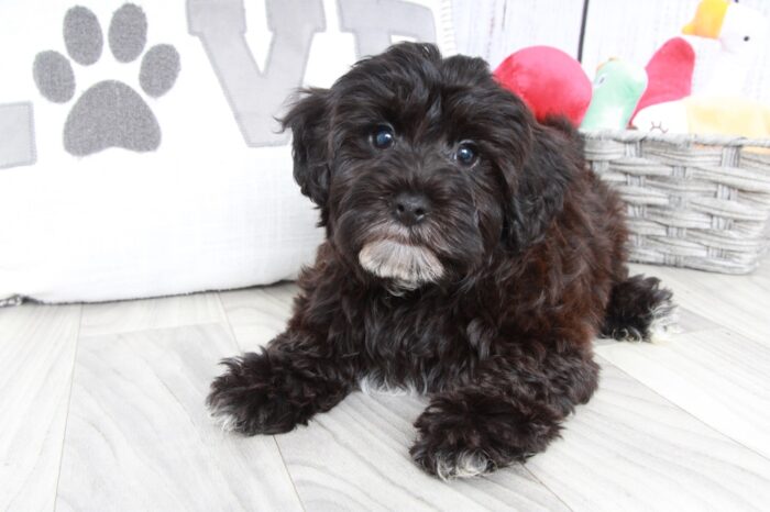 Ash - Clever Male Yochon Puppy