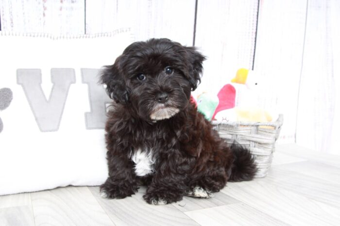 Ash - Clever Male Yochon Puppy - Image 4