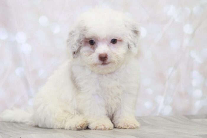 Augustus- Intelligent F1B Male Toy Shih-Poo Puppy