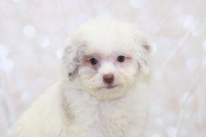 Augustus- Intelligent F1B Male Toy Shih-Poo Puppy - Image 2