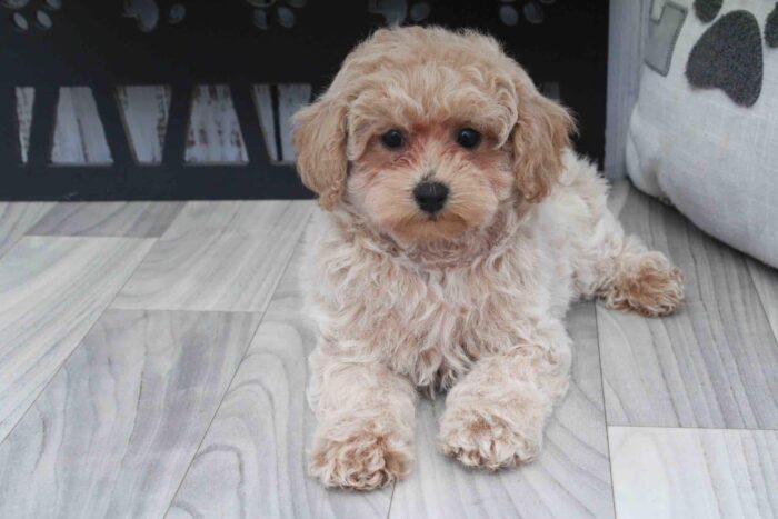 Aurora- Clever Female Poochon Puppy