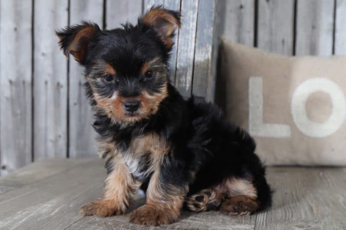 Bailey - Cute Little Male Yorkie - Image 3