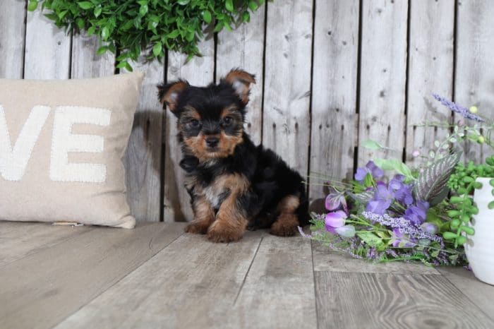 Bailey - Cute Little Male Yorkie - Image 4