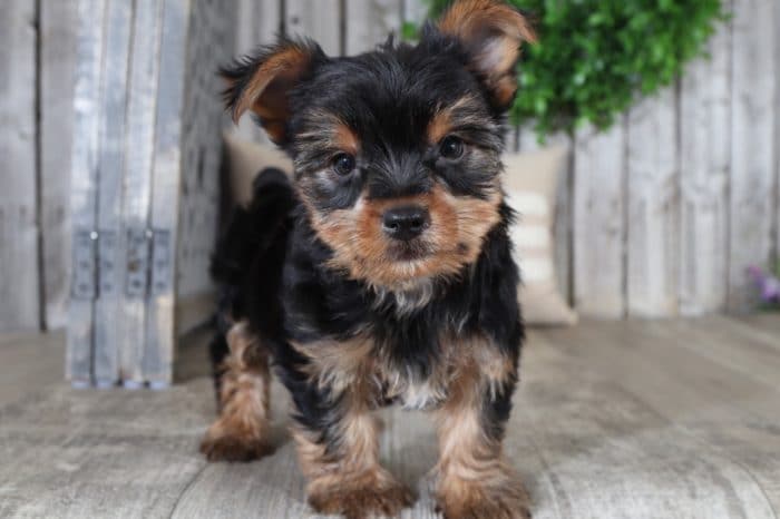 Bailey - Cute Little Male Yorkie