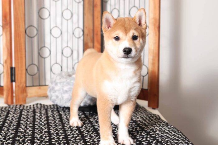 Balto- Cool Red Male ACA Shiba Inu Puppy